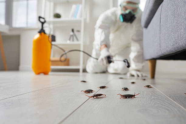 Commercial Kitchen Cockroach Control in Savoy